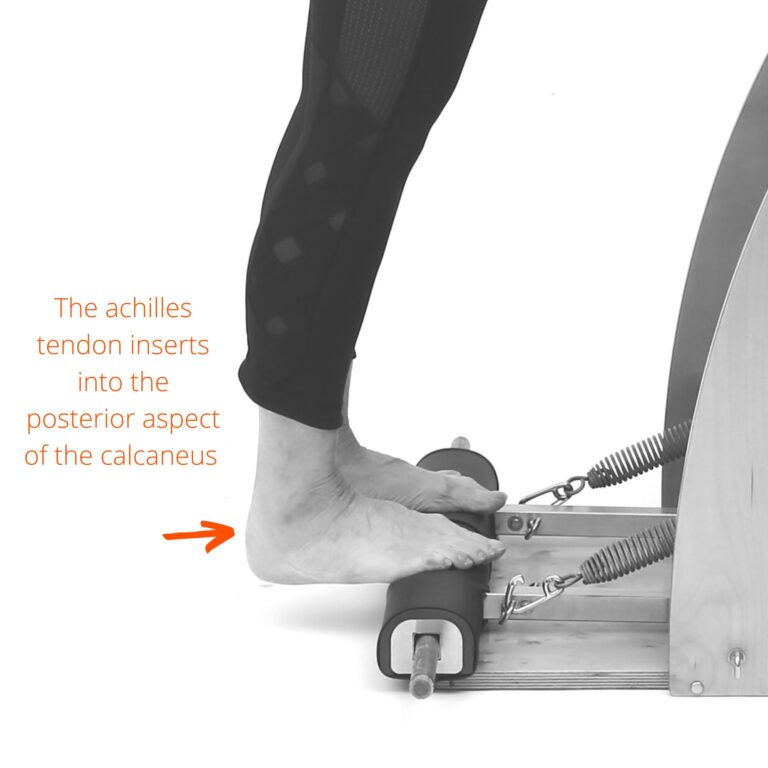 Calf raisers on the Pilates Wunder Chair, the achilles tendon inserts into the posterior aspect of the calcaneus